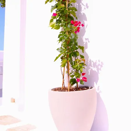 Lemon Tree Maisonette - Paros 纳乌萨